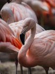 Фламинго животных вертикальный фон