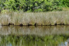 Florida Marshland