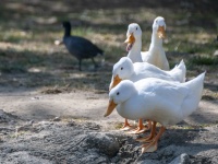 Quatro patos brancos domésticos
