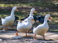 Quatro patos
