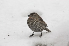 Fox Sparrow In Snow 2