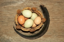 Fresh Eggs in Basket with Feather