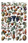 Stampa d'arte vintage di frutta