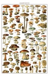 Fungi Vintage Lámina