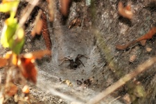 Funnel Weaver Spider In Funnel