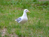 Mew Gull walking on the grass