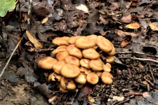 Gold Mushrooms In The Woods