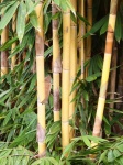 Golden bamboo stems and plant