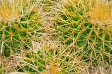 Cactus barril dorado