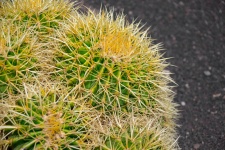 Cactus barril dorado