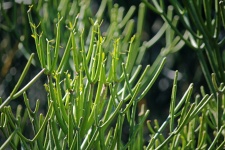 Zelená rostlina euphorbia
