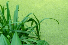 Green Grass And Algae