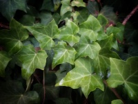 Zielone liście bluszczu