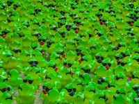 Fond en caoutchouc vert Ducky