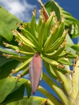 Растущие бананы