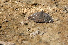 Guineafowl A Butterfly On The Sand