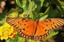 Gulf Fritillary Butterfly Close-up