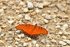 Papillon fritillaire du Golfe sur les ro