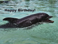 Gelukkige verjaardag dolfijn kaart