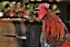 Happy New Year Rooster