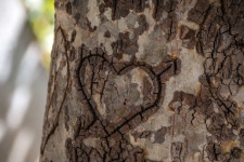 Corazón hundido en un tronco de árbol
