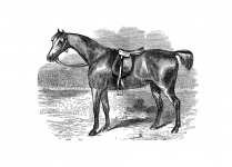Dibujo del caballo de la vendimia