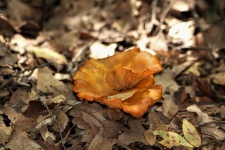 Jack-O-Lantern Mushrooms and Leaf