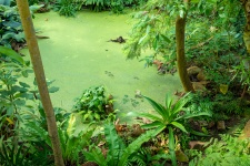 Jungle pond