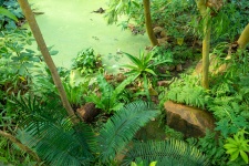 丛林池塘