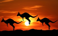 Kangaroo zonsondergang silhouet