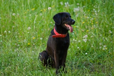 Schwarzer Labrador sitzend