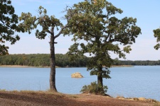 Lake Cove and Trees Landscape