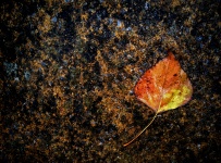 Leaf in ploaie