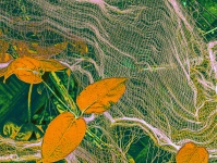 Leaves And Net Background