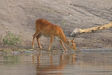 Lechwe Antelope Drinking Water