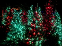 Verlichte kerstbomen
