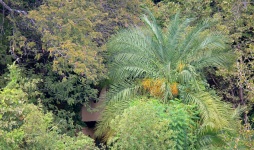 Exuberante vegetação tropical