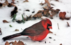 Bărbat Cardinal Bird în zăpadă