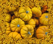 Miniature Pumpkins Background