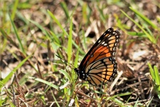 Borboleta monarca na grama