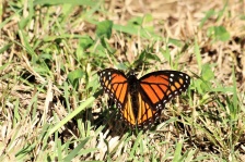Papillon monarque dans l'herbe 2