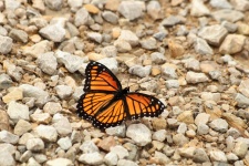 Papillon monarque dans les rochers