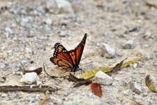 Borboleta monarca na areia
