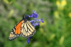 Monarch Butterfly On Blue Salvia
