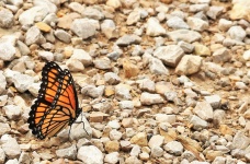 Monarch Butterfly On Rocks