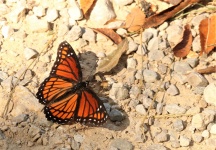Papillon monarque sur les rochers