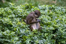 Monkey In The Bushes