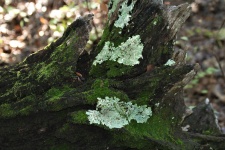 Mousse et lichens sur un arbre tombé