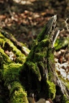 Moss coberto Log Close-up