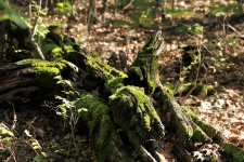 Moss coberto log nas madeiras